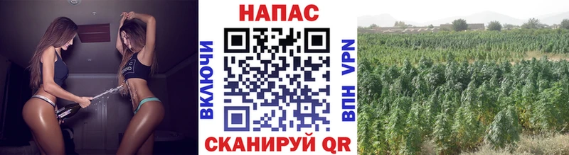 Шишки марихуана конопля  ссылка на мегу сайт  Елизово 